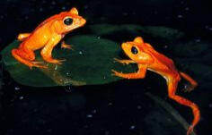 frogs